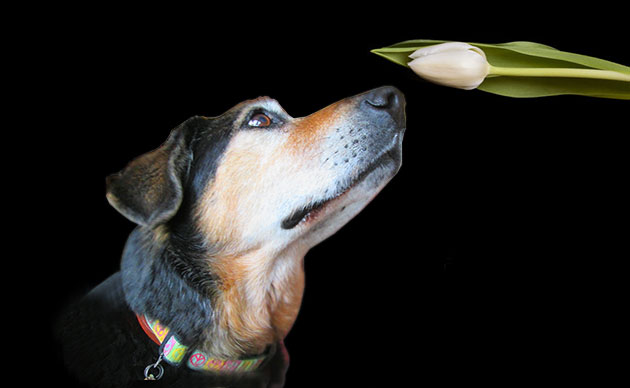 Services - Dog with Tulip
